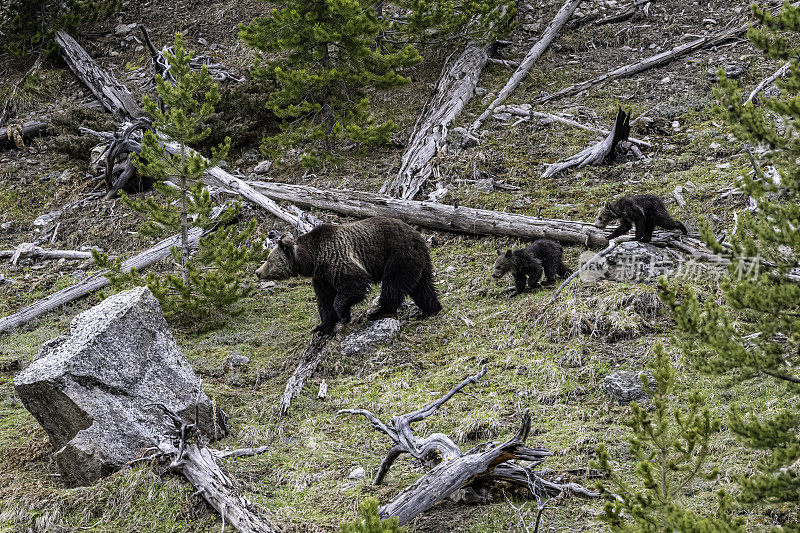 灰熊(Ursus arctos horbilis)，也被称为北美棕熊或简称为灰熊，是居住在北美的棕熊的一个种群或亚种。黄石国家公园，怀俄明州。熊妈妈和小熊们。